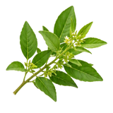 Fadogia Agrestis