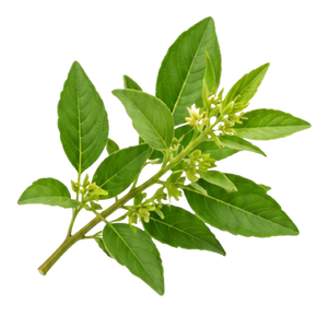 Fadogia Agrestis