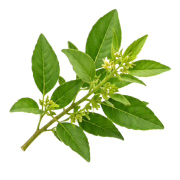 Fadogia Agrestis