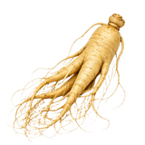 Ginseng