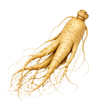 Ginseng