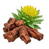 Rhodiola Rosea