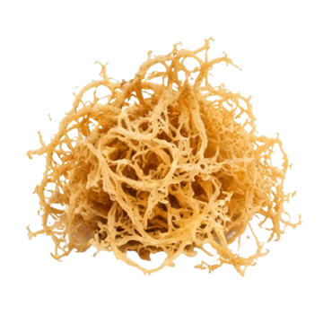 Sea Moss